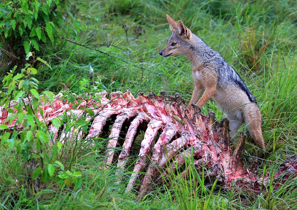 The leftover for me.