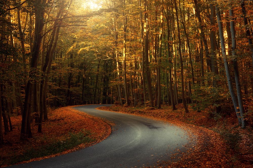 In the autumn forest