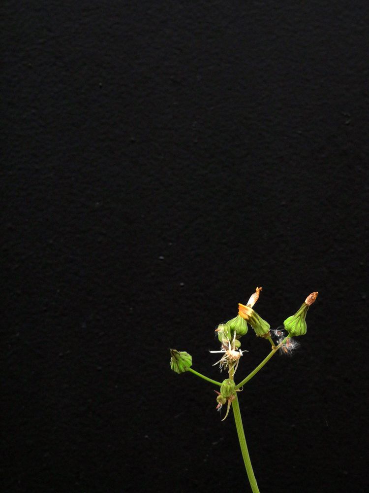 Photograph by Михаил Полторакин