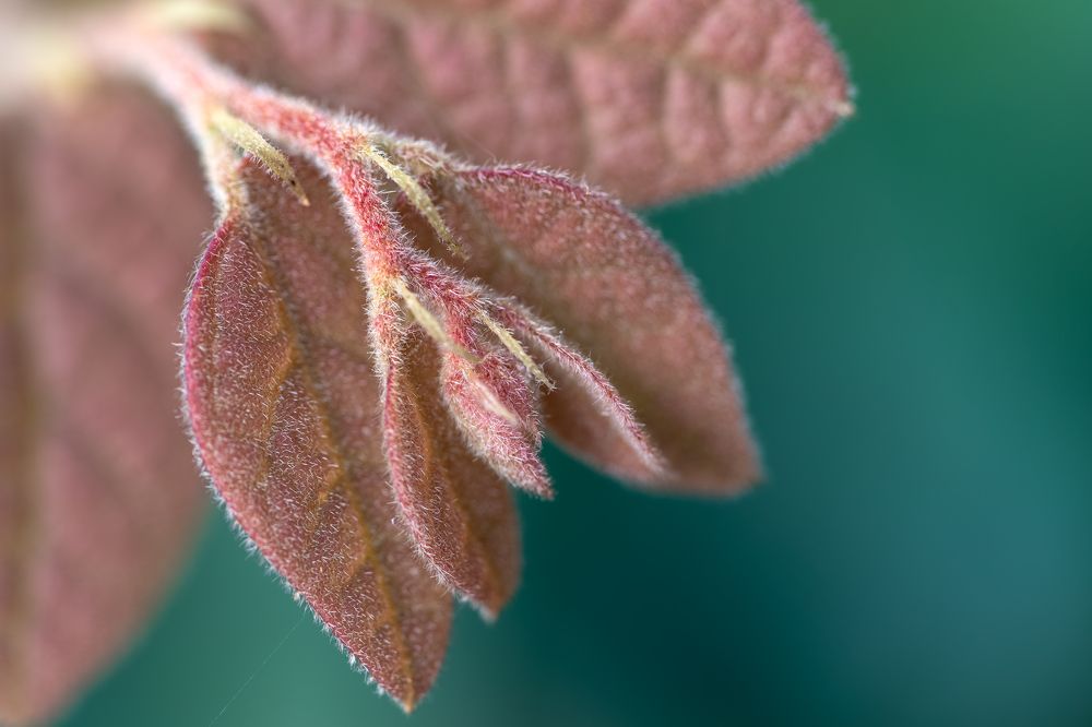 Japanese witch hazel