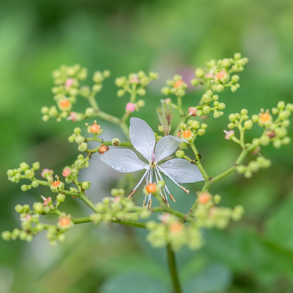 White gaura is princess