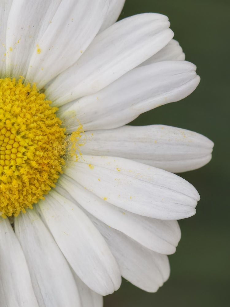 Photograph by Ирина Серегина