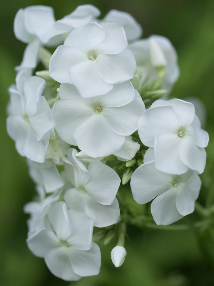 Photograph by Ирина Серегина