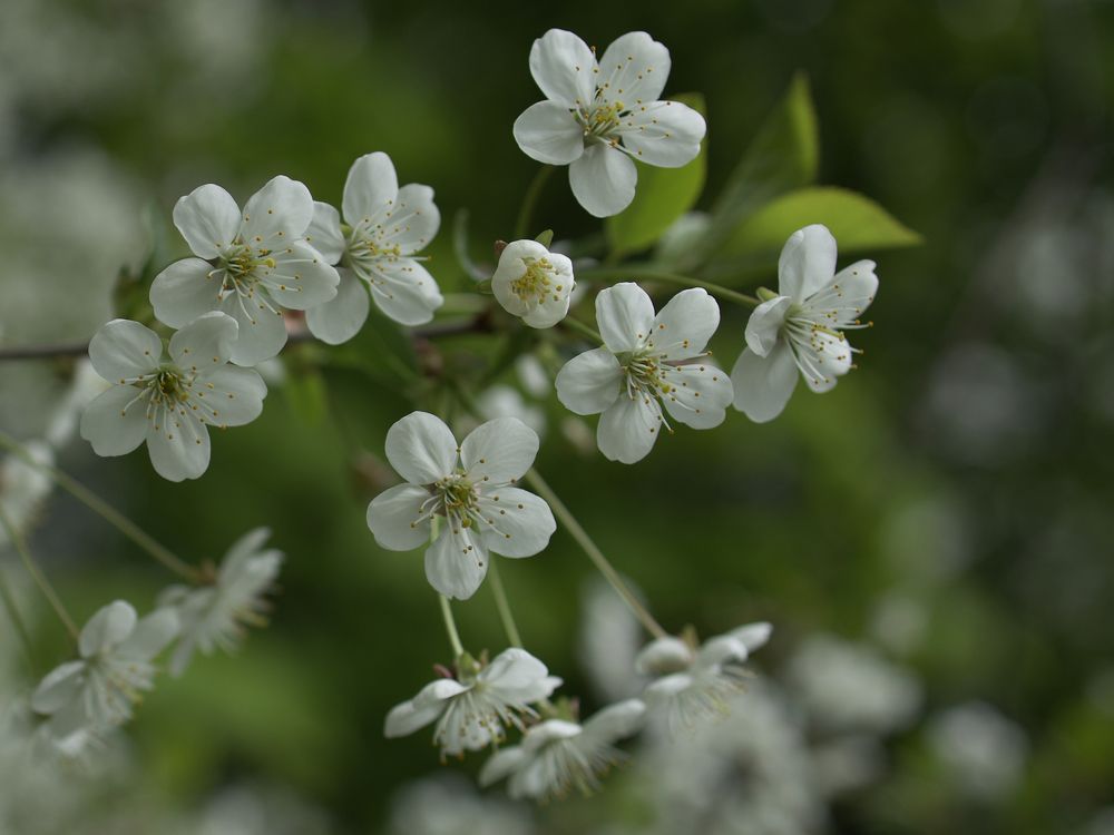 Photograph by Ирина Серегина