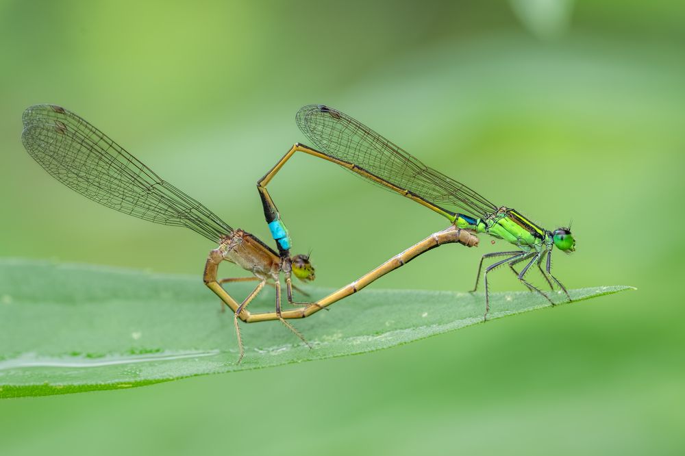 Two Common bluetails