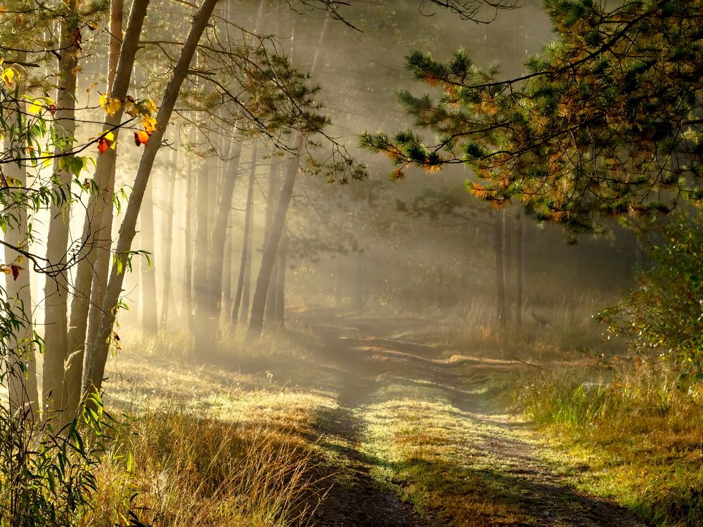 Утро в лесу