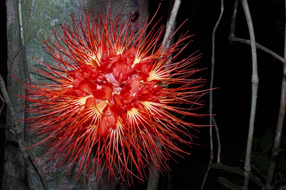 Фотография автора Delvis Romero