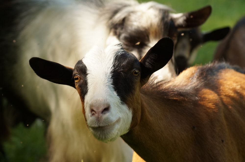 Photograph by Дарья Ринас