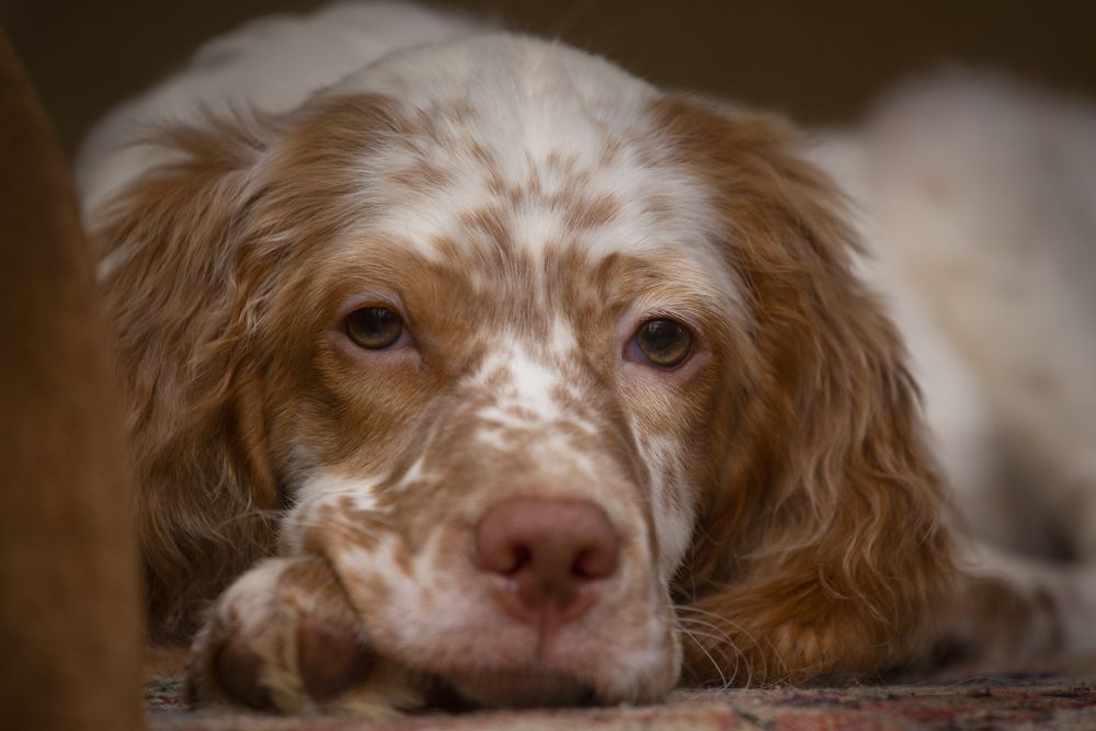 Photograph by Александр Чибиркин