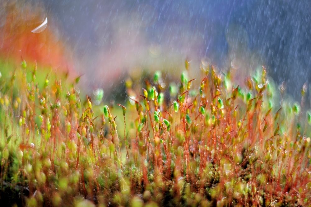 Дождь в сказочном лесу.