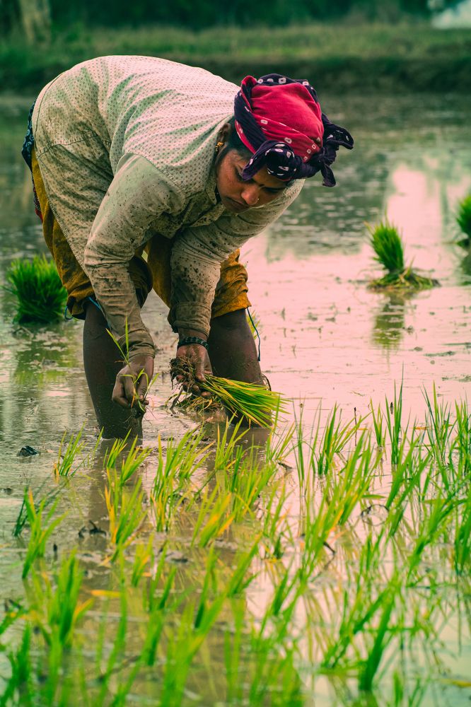 Planting Rice