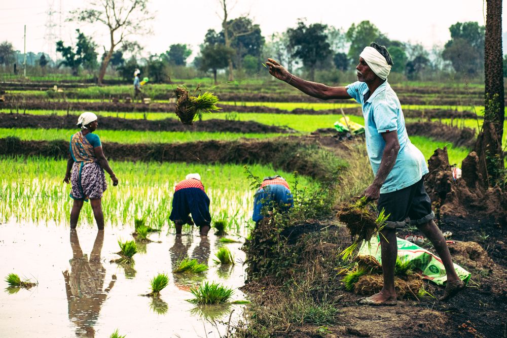 Rice farming