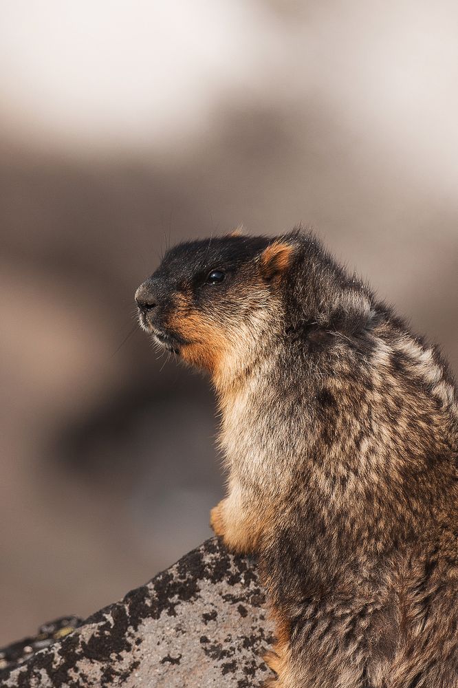 В горах Камчатки