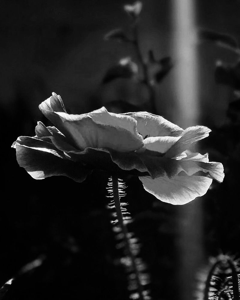 Photograph by Татьяна Волохова