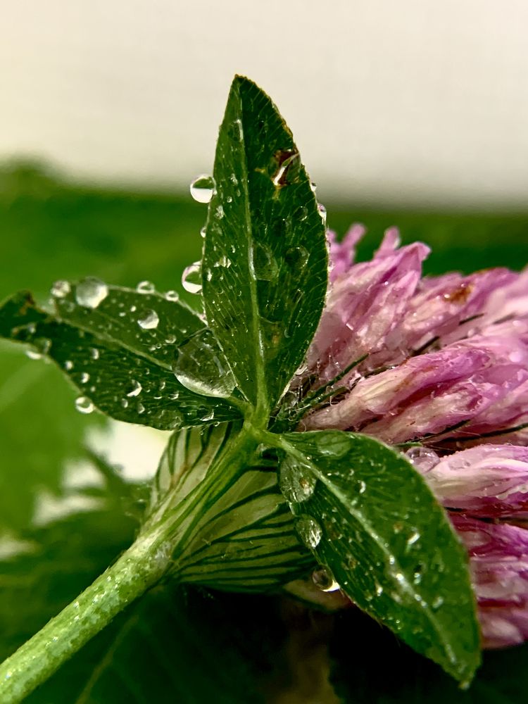 Photograph by Елена Макуха