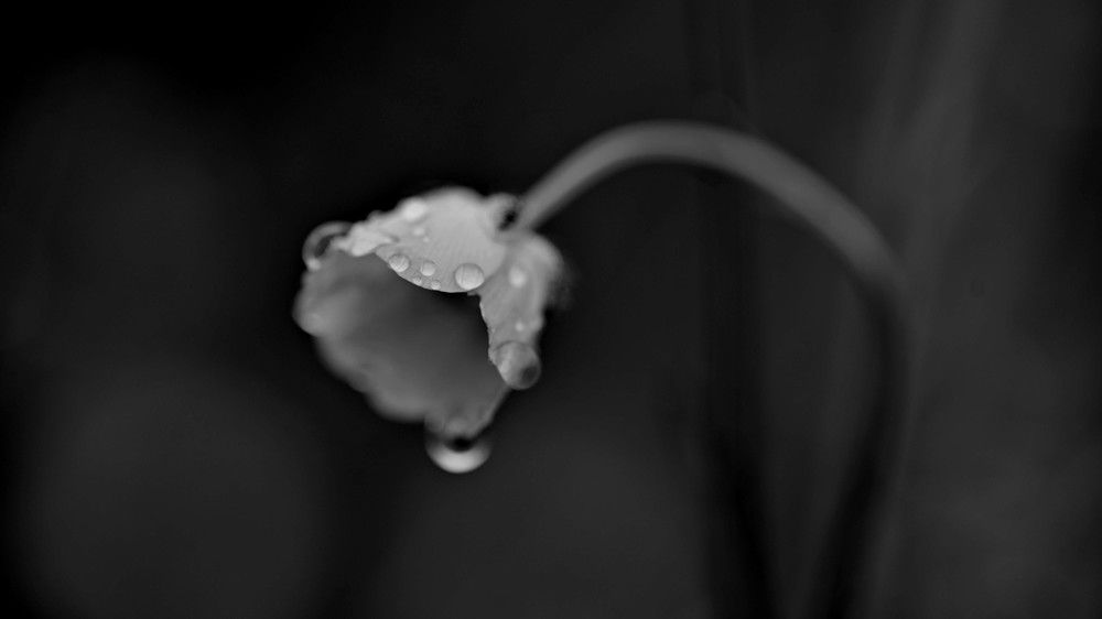 Photograph by Светлана Андреева