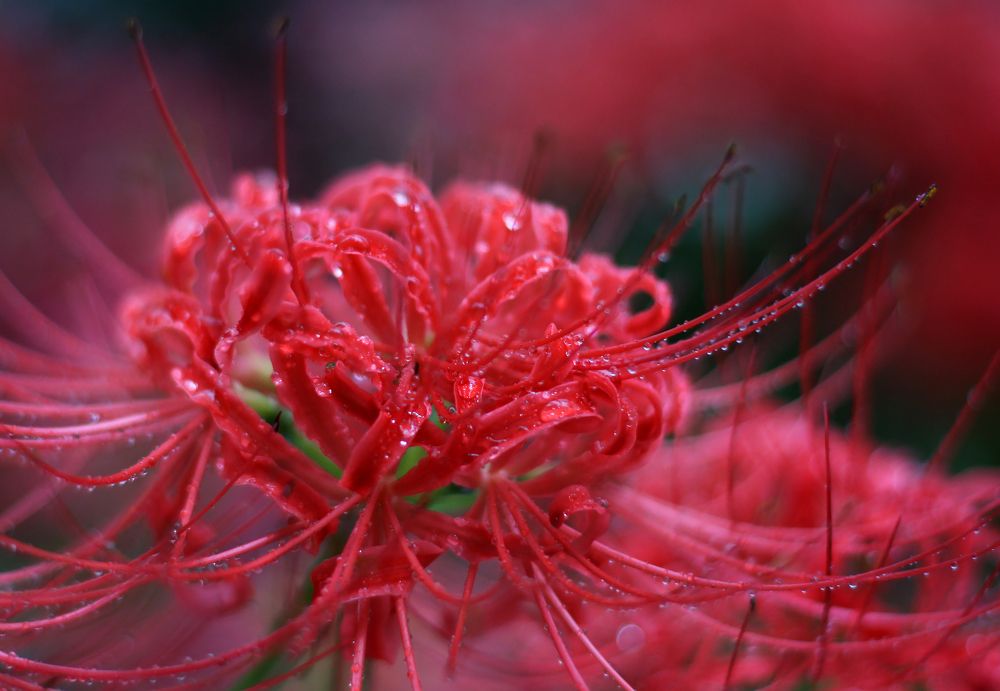 Фотография автора Наталья Белова