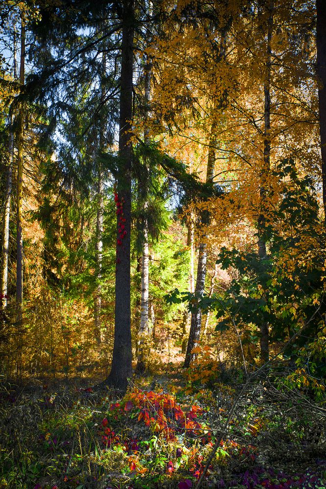 Дикий осенний хмель