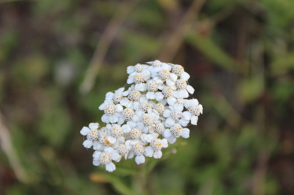 Получилось