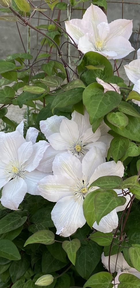 Photograph by Ирина Молибог