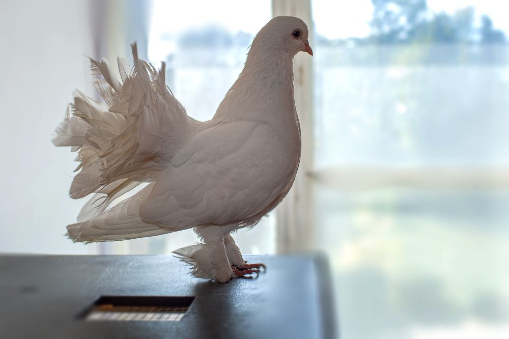 Photograph by Виктор Холодов