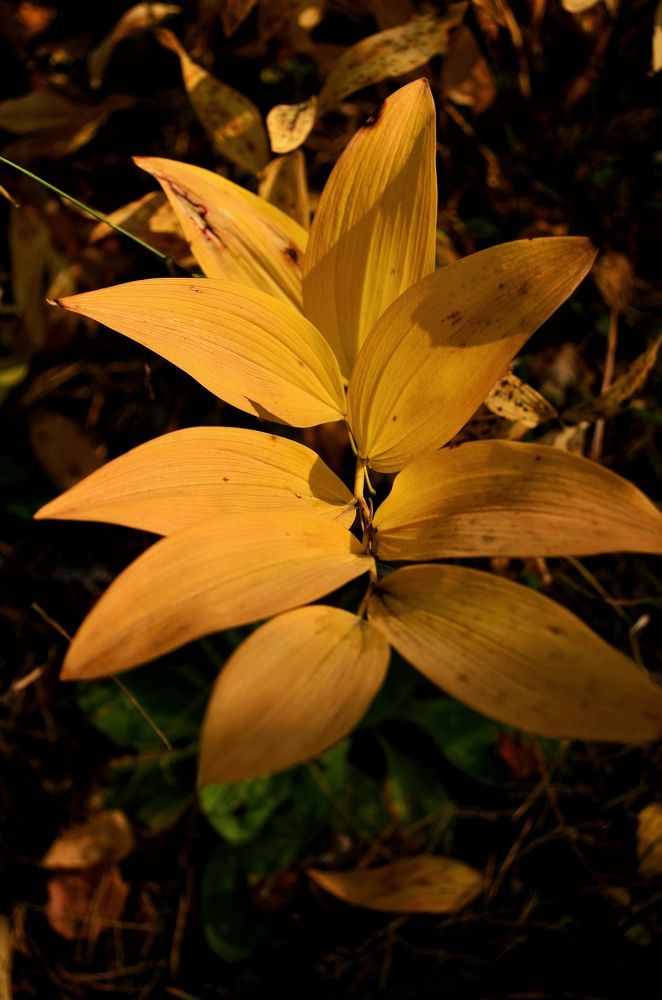 Photograph by Soldatenko Maksim