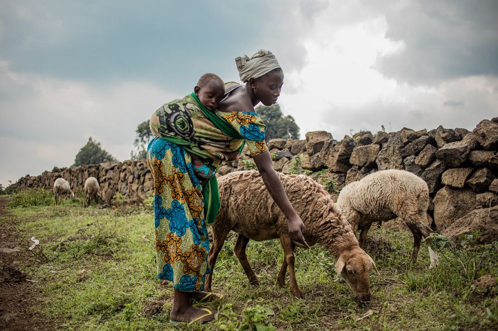 Mwamini, mère de deux enfants en train d'élevé ces moutons dans le village Munigi en République démocratique du Congo