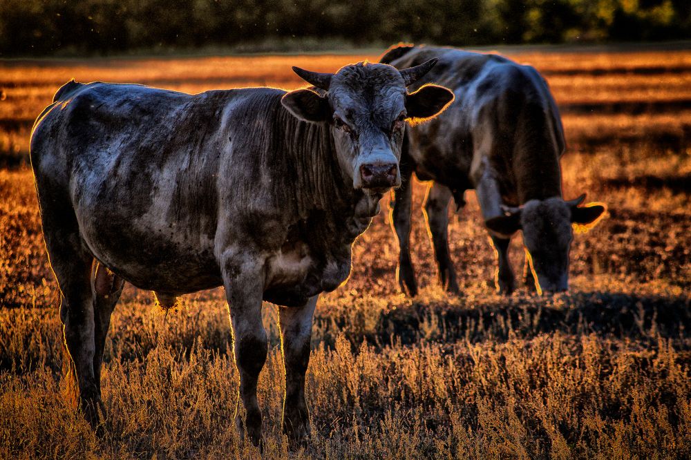 Photograph by Vitaliy Saposhnikov