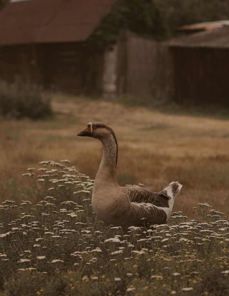 Photograph by Ирина Столбовая