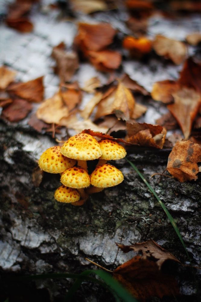 Photograph by Анастасия Астафьева