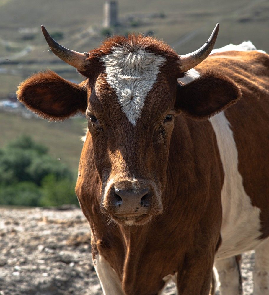 Фотография автора Гомолко Мария