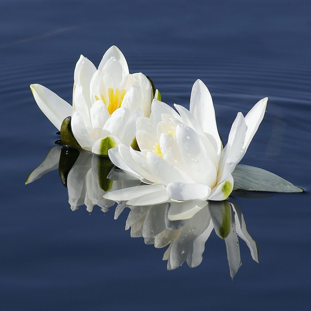 Белый вальс