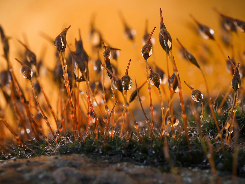 Sunrise moss :)