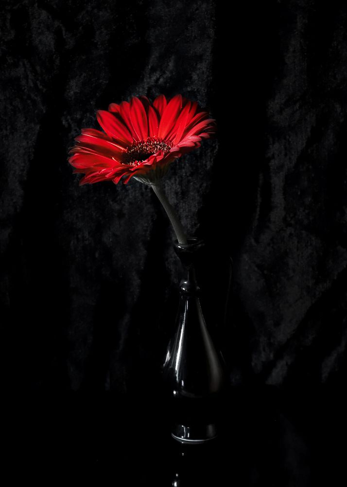 Фотография автора Светлана Бакулина