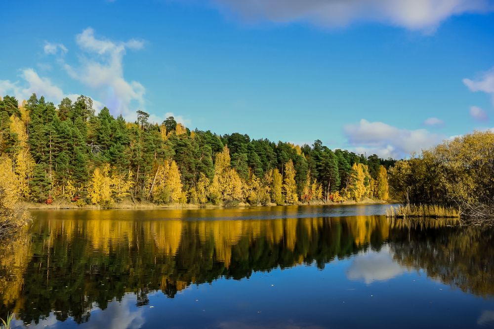 Фотография автора Елена Разина