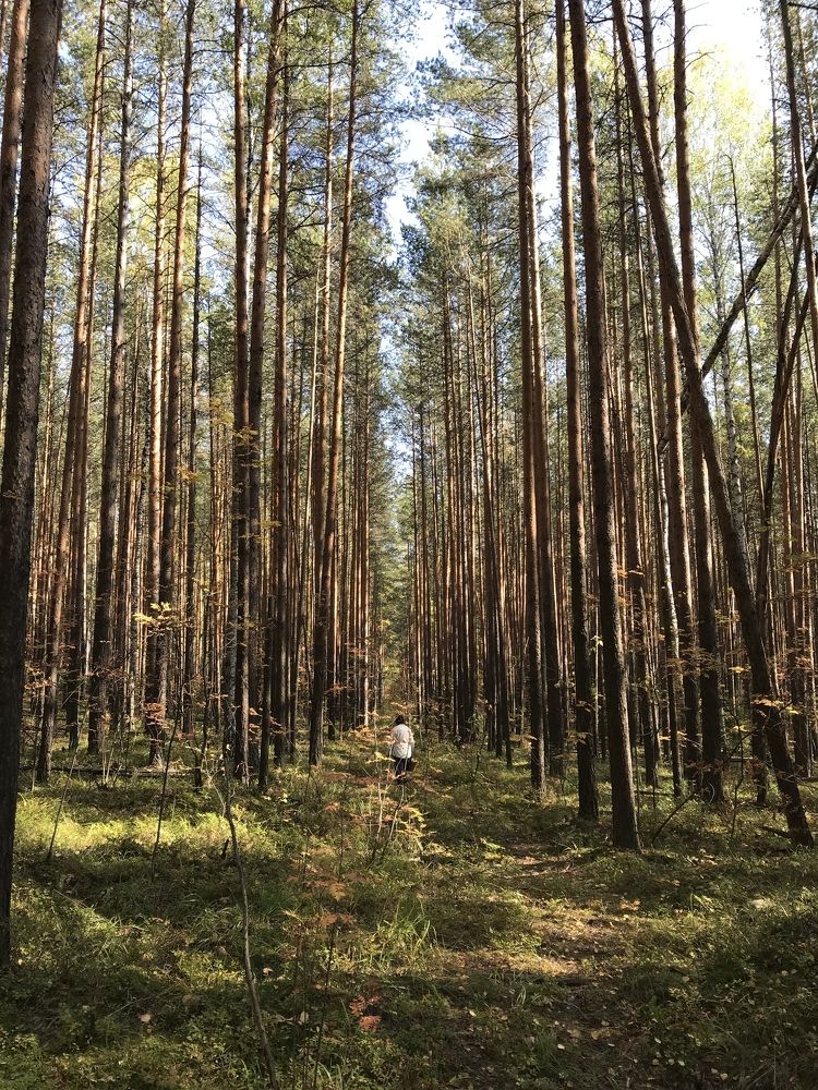 Лес прекрасен