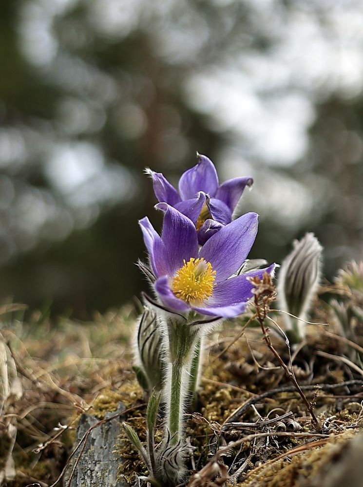 Фотография автора Leonid Golubkov