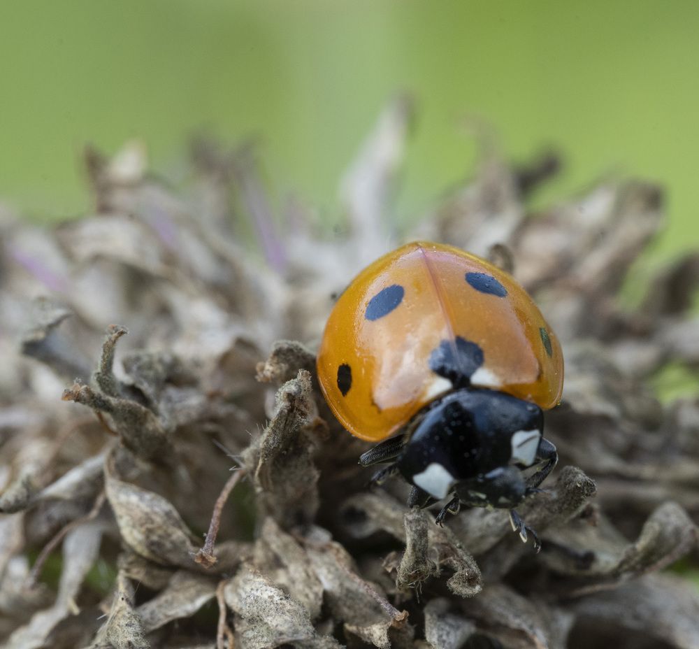 Photograph by Рустам Гаджиев