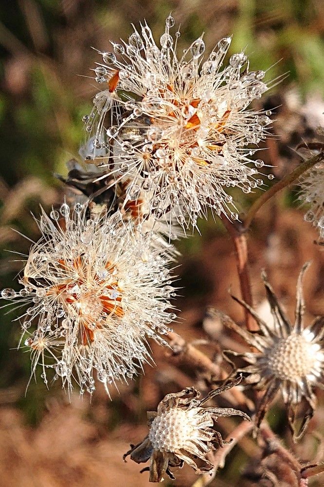 Растаявший иней...