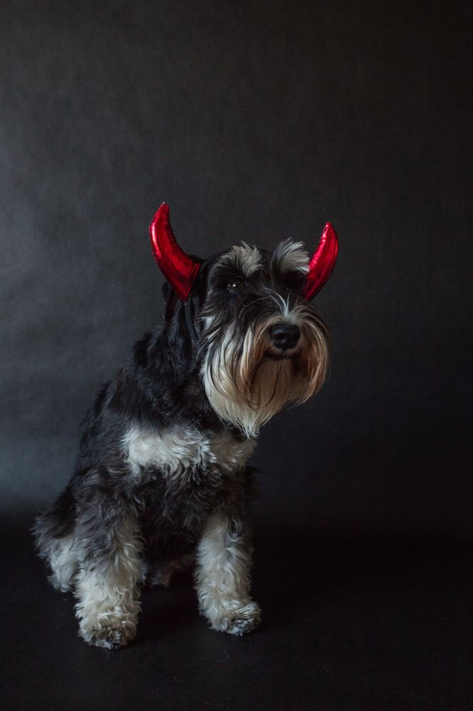 Дьяволёнок