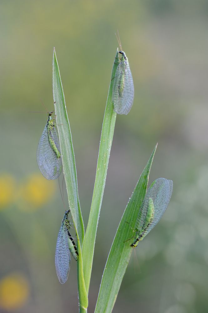 Златоглазки.