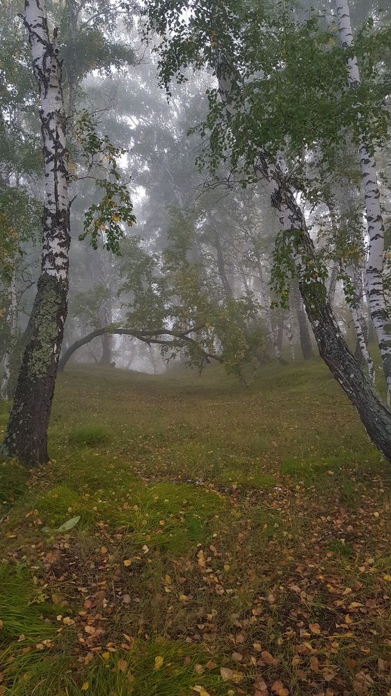 Утренний туман