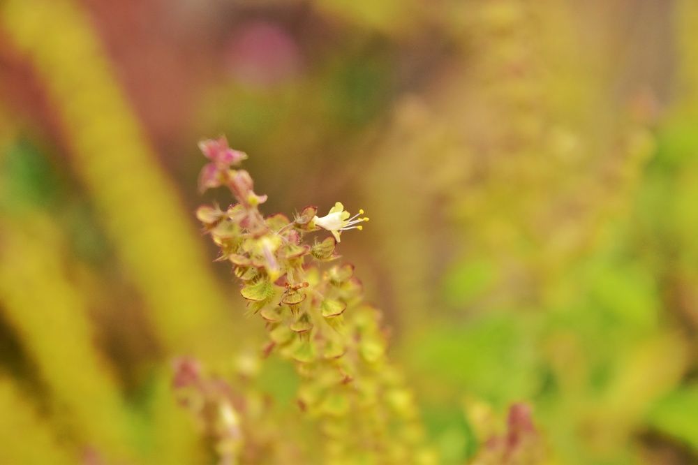 Hidden beauty has been caught in the photography!