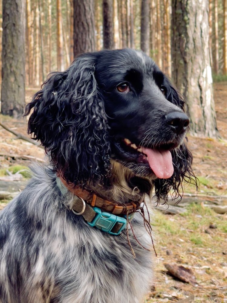 Russian Hunting Spaniel