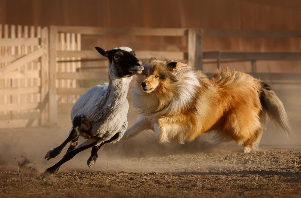 Photograph by Ольга Легенькая