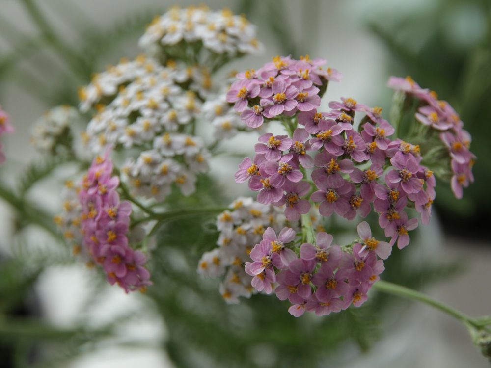 Photograph by Екатерина Сафронова