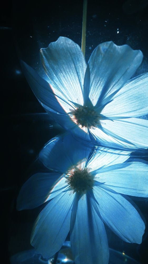 Влюбленный нарцисс