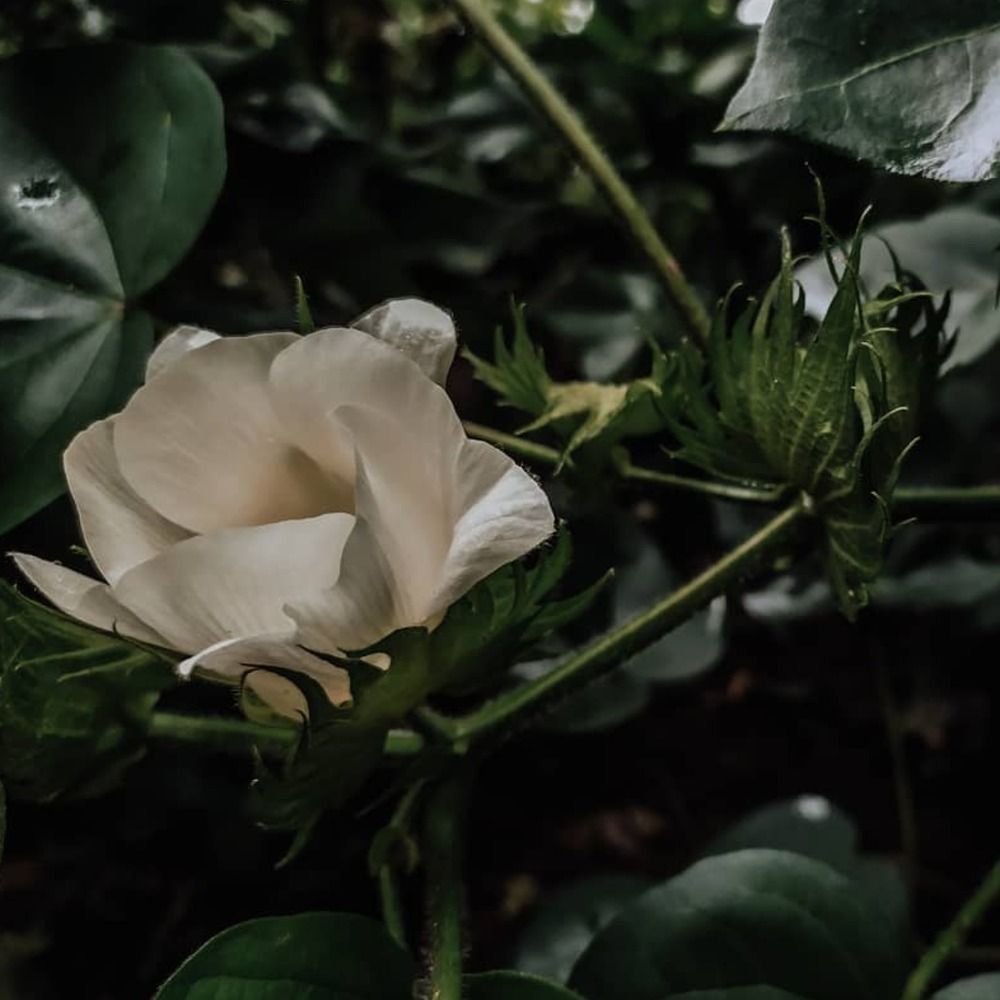 Photograph by Ajay Bamniya