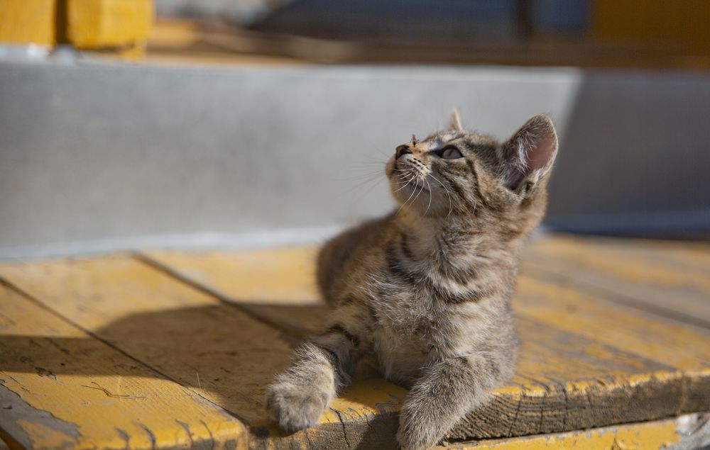 Photograph by Anton Gaev