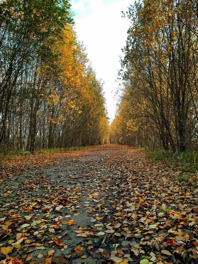 Дорога в золотой лес
